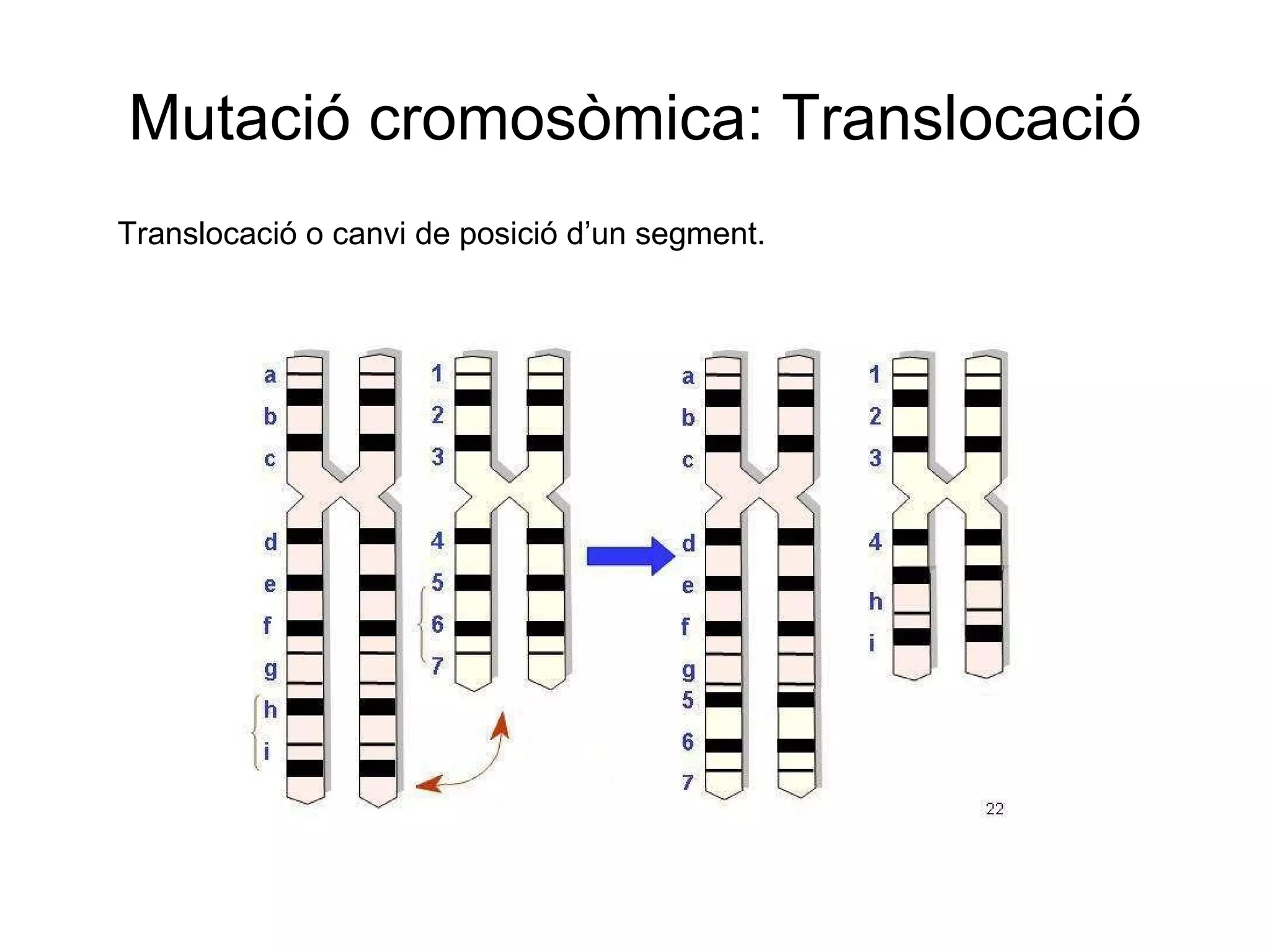 Mutació cromosòmica: Translocació Translocació o canvi de posició d’un segment. 