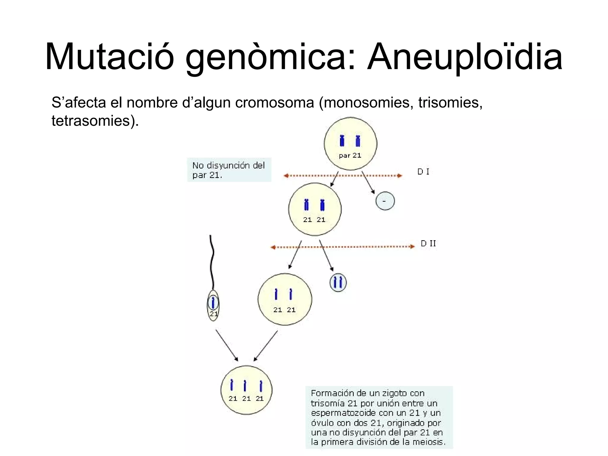 Mutació genòmica: Aneuploïdia S’afecta el nombre d’algun cromosoma (monosomies, trisomies, tetrasomies). 