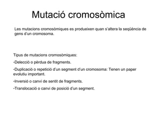 Mutació cromosòmica Les mutacions cromosòmiques es produeixen quan s’altera la seqüència de gens d’un cromosoma. Tipus de mutacions cromosòmiques: Delecció o pèrdua de fragments. Duplicació o repetició d’un segment d’un cromosoma: Tenen un paper evolutiu important. Inversió o canvi de sentit de fragments. Translocació o canvi de posició d’un segment. 