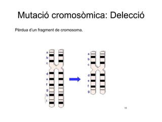 Mutació cromosòmica: Delecció Pèrdua d’un fragment de cromosoma. 