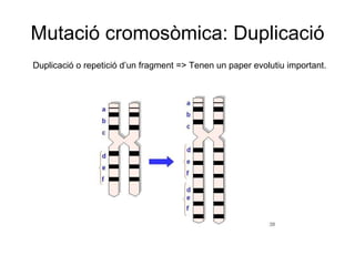Mutació cromosòmica: Duplicació Duplicació o repetició d’un fragment => Tenen un paper evolutiu important. 