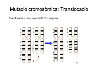 Mutació cromosòmica: Translocació Translocació o canvi de posició d’un segment. 
