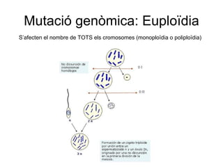 Mutació genòmica: Euploïdia S’afecten el nombre de TOTS els cromosomes (monoploïdia o poliploïdia) 