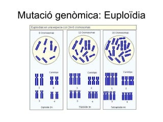 Mutació genòmica: Euploïdia 
