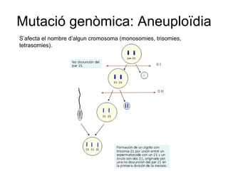 Mutació genòmica: Aneuploïdia S’afecta el nombre d’algun cromosoma (monosomies, trisomies, tetrasomies). 