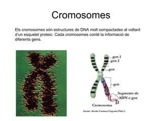 Cromosomes Els cromosomes són estructures de DNA molt compactades al voltant d’un esquelet proteic. Cada cromosomes conté la informació de diferents gens. 