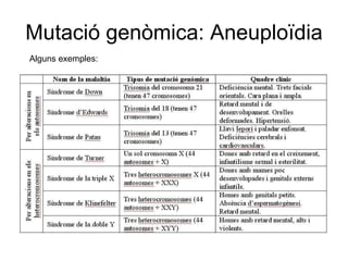 Mutació genòmica: Aneuploïdia Alguns exemples: 