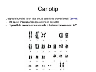 Cariotip L’espècie humana té un total de 23 parells de cromosomes:  (2n=46) 22 parell d’autosomes  (caràcters no sexuals) 1 parell de cromosomes sexuals o heterocromosomes: X/Y 