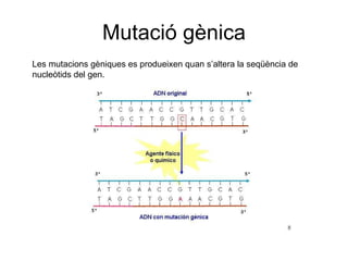 Mutació gènica Les mutacions gèniques es produeixen quan s’altera la seqüència de nucleòtids del gen. 