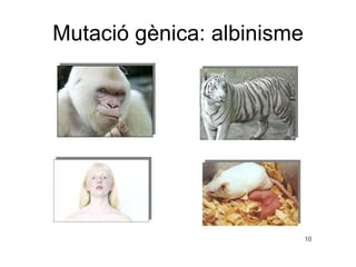 Mutació gènica: albinisme 