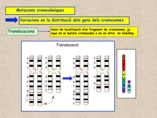 Variacions en la distribució dels gens dels cromosomes
Translocacions
Canvi de localització d’un fragment de cromosoma, ja
sigui en el mateix cromosoma o en un altre no homòleg
Translocació
Mutacions cromosòmiques
 