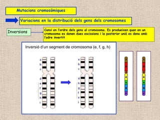 Inversions
Canvi en l’ordre dels gens al cromosoma. Es produeixen quan en un
cromosoma es donen dues escissions i la posterior unió es dona amb
l’odre invertit
Variacions en la distribució dels gens dels cromosomes
Inversió d’un segment de cromosoma (e, f, g, h)
Mutacions cromosòmiques
 