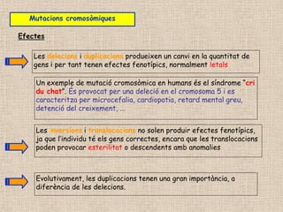Les delecions i duplicacions produeixen un canvi en la quantitat de
gens i per tant tenen efectes fenotípics, normalment letals
Les inversions i translocacions no solen produir efectes fenotípics,
ja que l’individu té els gens correctes, encara que les translocacions
poden provocar esterilitat o descendents amb anomalies
Efectes
Mutacions cromosòmiques
Un exemple de mutació cromosòmica en humans és el síndrome “cri
du chat”. És provocat per una deleció en el cromosoma 5 i es
caracteritza per microcefalia, cardiopatia, retard mental greu,
detenció del creixement, ...
Evolutivament, les duplicacions tenen una gran importància, a
diferència de les delecions.
 