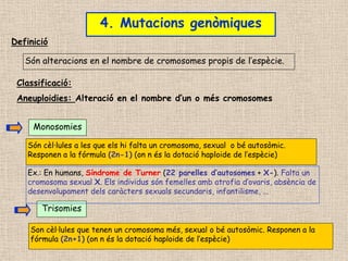 4. Mutacions genòmiques
Són alteracions en el nombre de cromosomes propis de l’espècie.
Monosomies
Són cèl·lules a les que els hi falta un cromosoma, sexual o bé autosòmic.
Responen a la fórmula (2n-1) (on n és la dotació haploide de l’espècie)
Trisomies
Son cèl·lules que tenen un cromosoma més, sexual o bé autosòmic. Responen a la
fórmula (2n+1) (on n és la dotació haploide de l’espècie)
Definició
Classificació:
Aneuploidies: Alteració en el nombre d’un o més cromosomes
Ex.: En humans, Síndrome de Turner (22 parelles d’autosomes + X-). Falta un
cromosoma sexual X. Els individus són femelles amb atrofia d’ovaris, absència de
desenvolupament dels caràcters sexuals secundaris, infantilisme, ...
 