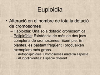 Euploidia
• Alteració en el nombre de tota la dotació
de cromosomes
– Haploïdia: Una sola dotació cromosòmica
– Poliploïdia: Existència de més de dos jocs
complerts de cromosomes. Exemple: En
plantes, es bastant freqüent i produeixen
exemplars més grans.
• Autopoliploïdies: Cromosomes mateixa espècie
• Al.lopoliploïdies: Espècie diferent
 