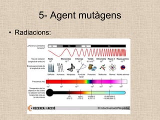 5- Agent mutàgens
• Radiacions:
 