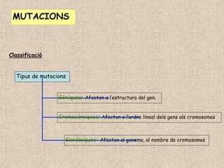 Tipus de mutacions
Gèniques: Afecten a l’estructura del gen.
Cromosòmiques: Afecten a l’ordre lineal dels gens als cromosomes
Genòmiques: Afecten al genoma, al nombre de cromosomes
Classificació
MUTACIONS
 