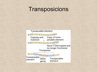 Transposicions
 