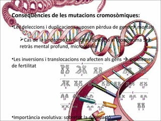 Conseqüències de les mutacions cromosòmiques:
•Les deleccions i duplicacions suposen pèrdua de gens  mortals
Cas de la síndrome cri du chat: delecció al cromosoma 5
retràs mental profund, microcefàlia
•Les inversions i translocacions no afecten als gens  problemes
de fertilitat
•Importància evolutiva: sobretot la duplicació
 