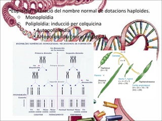 •Euploïdia: alteració del nombre normal de dotacions haploides.
o Monoploïdia
o Poliploïdia: inducció per colquicina
• Autopoliploïdia
• Al·lopoliploïdia (mirar imatge 2)
 