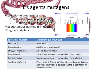 Els agents mutàgens
•Les radiacions mutàgenes
o Les radiacions no ionitzants
o Les radiacions ionitzants
•Les substàncies químiques mutàgenes
•Els gens mutadors
Substància mutàgen Alteracions que provoquen
Àcid nitrós Desaminació
Hidroxilamina Addició de grups hidroxil
EMS, gas mostassa Adicció de grups alquil
5-bromuracil Base analoga que es coloca en lloc d’una timina.
2-aminopurina Base anàloga que es coloca en lloc d’una adenina.
Acridina, proflavina S’intercalen entre els parells de bases. Quan es duplica,
apareixen insercions o deleccions amb el corriment en
l’ordre de lectura.
 