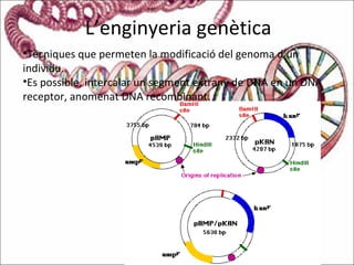 L’enginyeria genètica
•Tècniques que permeten la modificació del genoma d’un
individu.
•Es possible, intercalar un segment extrany de DNA en un DNA
receptor, anomenat DNA recombinant.
 