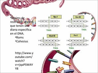 •Enzims de
restricció: enzims
que tenen una
diana especifica
en el DNA.
•Roms
•Cohesius
http://www.y
outube.com/
watch?
v=rjqaPSWAY
Y8
 