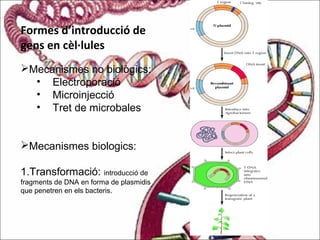Formes d’introducció de
gens en cèl·lules
Mecanismes no biològics:
• Electroporació
• Microinjecció
• Tret de microbales
Mecanismes biologics:
1.Transformació: introducció de
fragments de DNA en forma de plasmidis
que penetren en els bacteris.
 