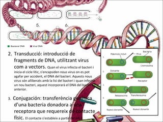 2. Transducció: introducció de
fragments de DNA, utilitzant virus
com a vectors. Quan el virus infecta el bacteri i
inicia el cicle lític, s’encapsiden nous virus on es pot
agafar per accident, el DNA del bacteri. Aquests nous
virus són alliberats amb la lisi del bacteri i quan infectin
un nou bacteri, aquest incorporarà el DNA del bacteri
anterior.
3. Conjugación: transferència genètica
d’una bacteria donadora a una
receptora que requereix de contacte
físic. El contacte s’estableix a partir del pili-F
 