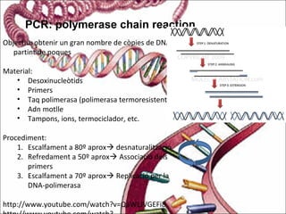 PCR: polymerase chain reaction
Objectiu: obtenir un gran nombre de còpies de DNA
partint de poques
Material:
• Desoxinucleòtids
• Primers
• Taq polimerasa (polimerasa termoresistent)
• Adn motlle
• Tampons, ions, termociclador, etc.
Procediment:
1. Escalfament a 80º aprox desnaturalització
2. Refredament a 50º aprox Associació dels
primers
3. Escalfament a 70º aprox Replicació per la
DNA-polimerasa
http://www.youtube.com/watch?v=QaWLJVGEFi8
 