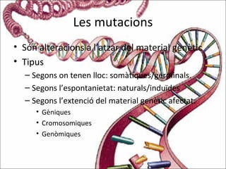 Les mutacions
• Són alteracions a l’atzar del material genètic
• Tipus
– Segons on tenen lloc: somàtiques/germinals.
– Segons l’espontanietat: naturals/induïdes
– Segons l’extenció del material genètic afectat:
• Gèniques
• Cromosomiques
• Genòmiques
 