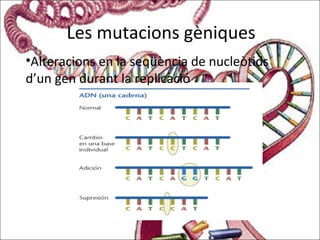 Les mutacions gèniques
•Alteracions en la seqüència de nucleòtids
d’un gen durant la replicació
 
