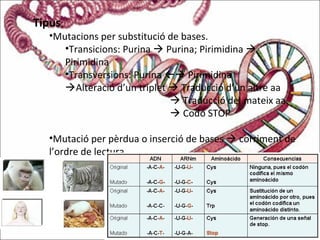Tipus:
•Mutacions per substitució de bases.
•Transicions: Purina  Purina; Pirimidina 
Pirimidina
•Transversions: Purina  Pirimidina
Alteració d’un triplet  Traducció d’un altre aa
 Traducció del mateix aa.
 Codó STOP
•Mutació per pèrdua o inserció de bases  corriment de
l’ordre de lectura
 