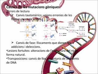 Causes de les mutacions gèniques:
•Errors de lectura
 Canvis tautomèrics: unions erronies de les
formes rares de les BN.
 Canvis de fase: lliscaments que donen lloc a
addicions i deleccions.
•Lesions fortuïtes: alteracions de l'estructura del nt de
forma natural.
•Transposicions: canvis de lloc espontanis de segments
de DNA
 