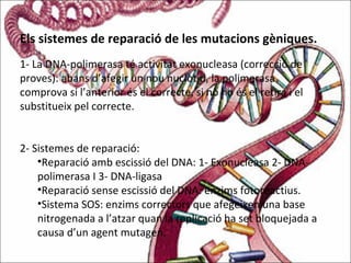 Els sistemes de reparació de les mutacions gèniques.
1- La DNA-polimerasa té activitat exonucleasa (correcció de
proves): abans d’afegir un nou nuclòtid, la polimerasa
comprova si l’anterior és el correcte, si no ho és el retira i el
substitueix pel correcte.
2- Sistemes de reparació:
•Reparació amb escissió del DNA: 1- Exonucleasa 2- DNA-
polimerasa I 3- DNA-ligasa
•Reparació sense escissió del DNA: enzims fotoreactius.
•Sistema SOS: enzims correctors que afegeixen una base
nitrogenada a l’atzar quan la replicació ha set bloquejada a
causa d’un agent mutagen.
 