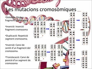 Les mutacions cromosòmiques
•Delecció: Pèrdua
fragment cromosoma.
•Inserció: Inserció
fragment cromosoma
•Duplicació: Repetició
segment cromosoma.
•Inversió: Canvi de
sentit d’un fragment del
cromosoma.
•Translocació: Canvi de
posició d’un segment de
cromosoma
 