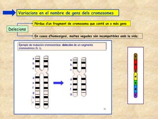 Variacions en el nombre de gens dels cromosomes Delecions Pèrdua d’un fragment de cromosoma que conté un o més gens En casos d’homozigosi, moltes vegades són incompatibles amb la vida. 