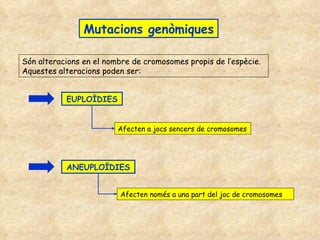 Mutacions genòmiques Són alteracions en el nombre de cromosomes propis de l’espècie. Aquestes alteracions poden ser: EUPLOÏDIES ANEUPLOÏDIES Afecten a jocs sencers de cromosomes Afecten només a una part del joc de cromosomes 