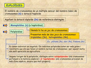 EUPLOÏDIES El nombre de cromosomes és un múltiple sencer del nombre bàsic de cromosomes  (n)  o dotació haploide Agafant la dotació diploide  (2n)  de referència distingim: Monoploïdies (n)  (o haploïdies) Només hi ha un joc de cromosomes Poliploïdies Presenten més de dos jocs de cromosomes:  triploïdies (3n), tetraploïdies (4n),  ... Ex.: plàtans (3n), blat (4n), fresons (6n) Es donen sobretot en vegetals. Els individus poliploides solen ser més grans i resistents que els que tenen el nombre normal de cromosomes i per aquest motiu són molt apreciats en agricultura Segons l’origen de la poliploïdia, distingim entre   autopoliploides   (els cromosomes pertanyen a la mateixa espècie) i  al·lopoliploides  (els cromosomes provenen de més d’una espècie, encara que molt propera) 