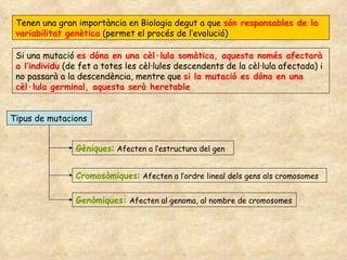 Tenen una gran importància en Biologia degut a que  són responsables de la variabilitat genètica  (permet el procés de l’evolució) Si una mutació  es dóna en una cèl·lula somàtica, aquesta només afectarà a l’individu  (de fet a totes les cèl·lules descendents de la cèl·lula afectada) i no passarà a la descendència, mentre que  si la mutació es dóna en una cèl·lula germinal, aquesta serà heretable  Tipus de mutacions Gèniques :  Afecten a l’estructura del gen Cromosòmiques :  Afecten a l’ordre lineal dels gens als cromosomes Genòmiques:   Afecten al genoma, al nombre de cromosomes 