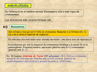 ANEUPLOÏDIES Es l’alteració en el nombre normal d’exemplars d’un o més tipus de cromosomes. Les alteracions més característiques són: Monosomies Són cèl·lules a les que els hi falta un cromosoma. Responen a la fórmula  (2n-1)   (on n és la dotació haploide de l’espècie) Els individus afectats solen tenir elevada mortaldat i una baixa taxa de reproducció Es produeixen per una no disjunció de cromosomes homòlegs a la meiosi II en la gametogènesi. D’aquesta manera, apareixen gàmetes amb ( n+1 ) cromosomes i gàmetes amb ( n-1 ).  Ex.: En humans,  Síndrome de Turner  ( 44 autosomes  +  X- ).  Falta un cromosoma sexual  X . Els individus són femelles amb atrofia d’ovaris, absència de desenvolupament dels caràcters sexuals secundaris, infantilisme, ... 