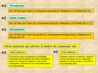 Tetrasomies Son cèl·lules que tenen un cromosoma quadruplicat. Responen a la fórmula  (2n+2) Doble trisòmic Son cèl·lules que tenen dos cromosomes duplicats. Responen a la fórmula  (2n+1+1) Nul·losomies Son cèl·lules que tenen una parella de cromosomes homòlegs menys. Responen a la fórmula  (2n-2) Fusió cèntrica És la unió de dos cromosomes no homòlegs combinada amb la pèrdua d’un dels centròmers. Llavors el conjunt es comporta com un únic cromosoma i l’individu té un cromosoma menys en el seu genoma Fisió cèntrica Fenomen contrari al anterior. Apareix un nou centròmer en un cromosoma i aquest es trenca en dos. L’individu té un cromosoma més Altres mutacions que afecten al nombre de cromosomes són: 