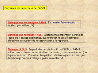 Sistemes de reparació de l’ADN Sistemes que no trenquen l’ADN .  Ex.:  enzim fotorreactiu  (activat per la llum UV) Sistemes que trenquen l’ADN .  Sistema més important. Consta de l’acció de 4 passos enzimàtics, que trenquen la secció danyada i afegeixen els nucleòtids necessaris per a la reparació. Sistemes S.O.S .  En períodes de  duplicació de l’ADN, si l’ADN polimerasa troba una mutació (dímer de timina, base desanimada,...) la duplicació s’atura. Passat un temps límit, s’activa aquest sistema que desbloqueja l’enzim i l’obliga a posar un nucleòtid 