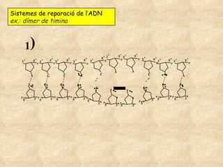Sistemes de reparació de l’ADN  ex.: dímer de timina 