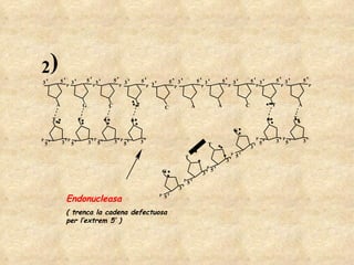 Endonucleasa ( trenca la cadena defectuosa per l’extrem 5’ ) 