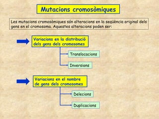 Mutacions cromosòmiques Les mutacions cromosòmiques són alteracions en la seqüència original dels gens en el cromosoma. Aquestes alteracions poden ser: Variacions en la distribució dels gens dels cromosomes Translocacions Inversions Variacions en el nombre de gens dels cromosomes Delecions Duplicacions 