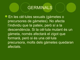 GERMINALS

En les cèl·lules sexuals (gàmetes o
 precursores de gàmetes). No afecta
 l’individu que la pateix, però sí a la
 descendència. Si la cèl·lula mutant és un
 gàmeta, només afectarà el zigot que
 formarà, però si és una cèl·lula
 precursora, molts dels gàmetes quedaran
 afectats.
 