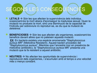 SEGONS LES CONSEQÜÈNCIES
 LETALS  Són les que afecten la supervivència dels individus,
  ocasionant-los la mort abans d'aconseguir la maduresa sexual. Quan la
  mutació no produeix la mort, sinó una disminució de la capacitat de
  l'individu per sobreviure i/o reproduir-se, es diu que la mutació és
  deletérea.

 BENEFICIOSES  Són les que afecten als organismes, ocasionant-los
  beneficis davant altres que no pateixen aquesta mutació.
   EX: En bacteris existeix una espècie anomenada "Staphylococcus
  aureus MR" (Meticilina Resistent). Aquest bacteri procedeix del
  “Staphylococcus aureus”. Mientras que l’ancestre mor en presència de
  meticilina (antibiótic), la “Staphylococcus aureus MR” presenta una
  mutació que la fa resistent a aquest antibiótic.

 NEUTRES  No afecten les oportunitats de supervivència i
  reproducció dels organismes, i s'acumulen amb el temps a una velocitat
  més o menys constant.
 