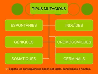TIPUS MUTACIONS



    ESPONTÀNIES                                INDUÏDES



       GÈNIQUES                          CROMOSÒMIQUES



     SOMÀTIQUES                               GERMINALS

 Segons les conseqüències poden ser letals, beneficioses o neutres.
 