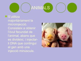 ANIMALS
S’utilitza
 majoritàriament la
 microinjecció.
 Consisteix a obtenir
 l’òvul fecundat de
 l’animal, abans que
 es divideixi, i injectar-
 li DNA que contingui
 el gen amb una
 injecció minúscula.
 